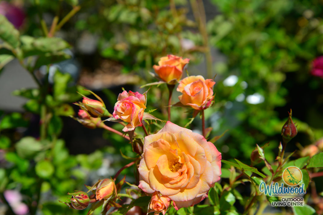 Cutie Pie - Weeks Rose