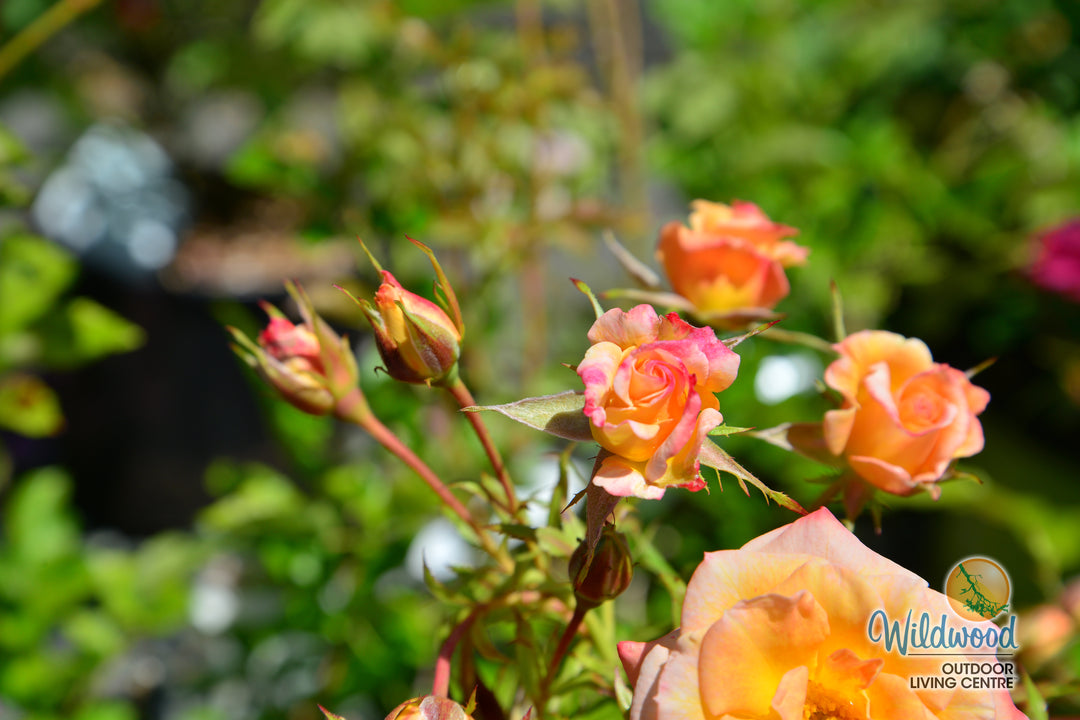 Cutie Pie - Weeks Rose