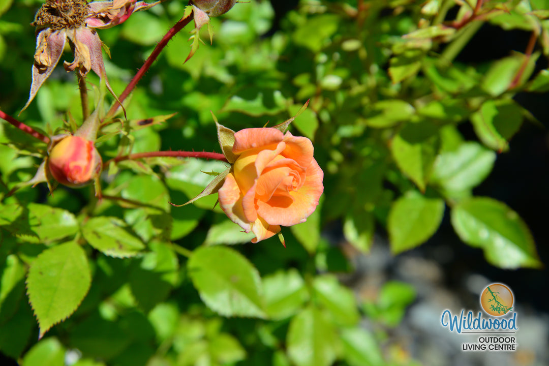 Cutie Pie - Weeks Rose