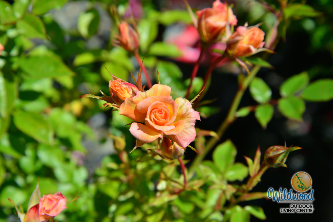 Cutie Pie - Weeks Rose