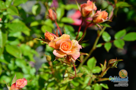Cutie Pie - Weeks Rose