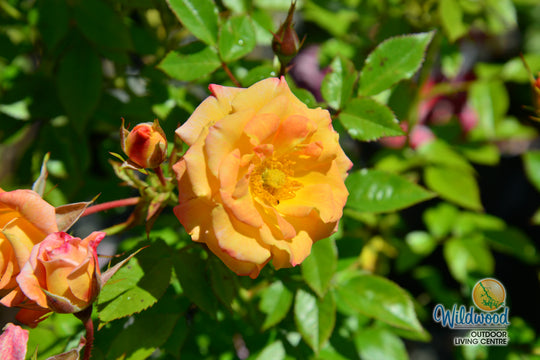 Cutie Pie - Weeks Rose
