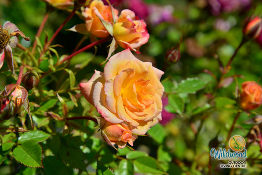 Cutie Pie - Weeks Rose
