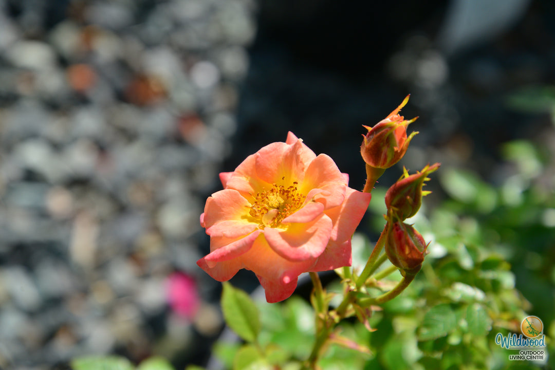 Cutie Pie - Weeks Rose