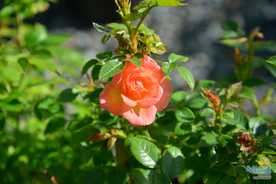 Cutie Pie - Weeks Rose