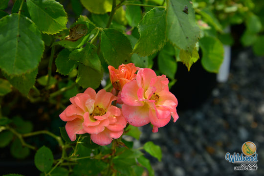 Cutie Pie - Weeks Rose