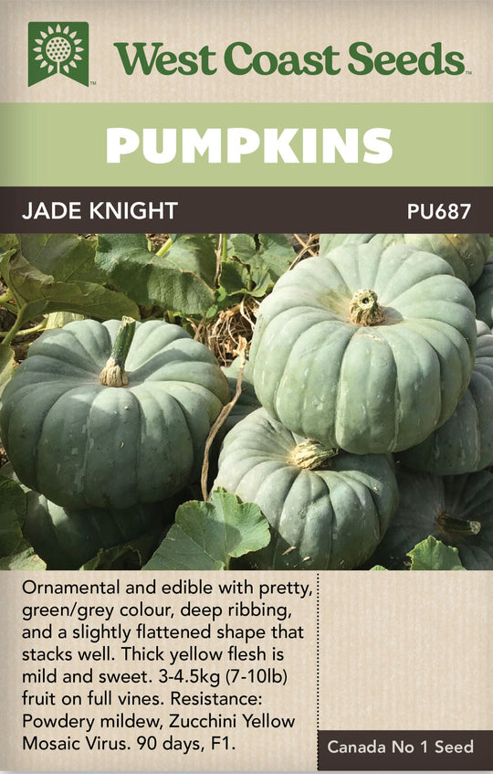 Pumpkin Jade Knight - West Coast Seeds