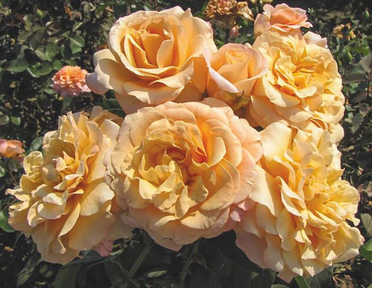 Morning Glow - Weeks Rose