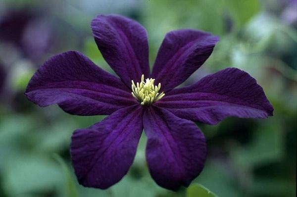 Clematis Romantica