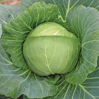 Cabbage Brunswick Sauerkraut International - Aimers Seeds