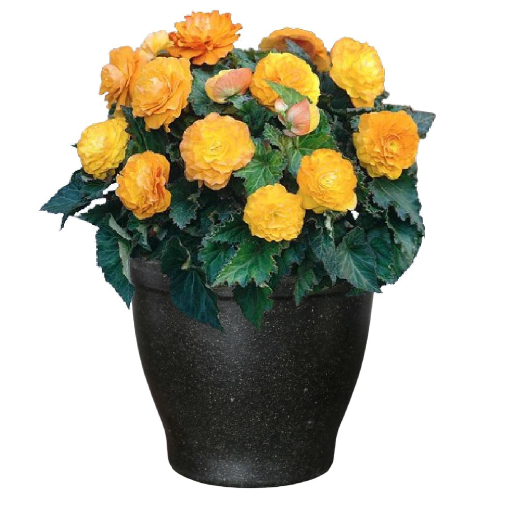 Shady Patio Grow Kit - Just Add Water | Tuberous Begonias