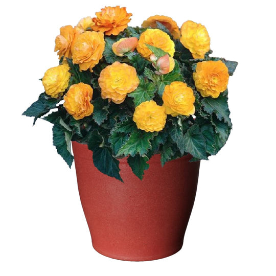 Shady Patio Grow Kit - Just Add Water | Tuberous Begonias