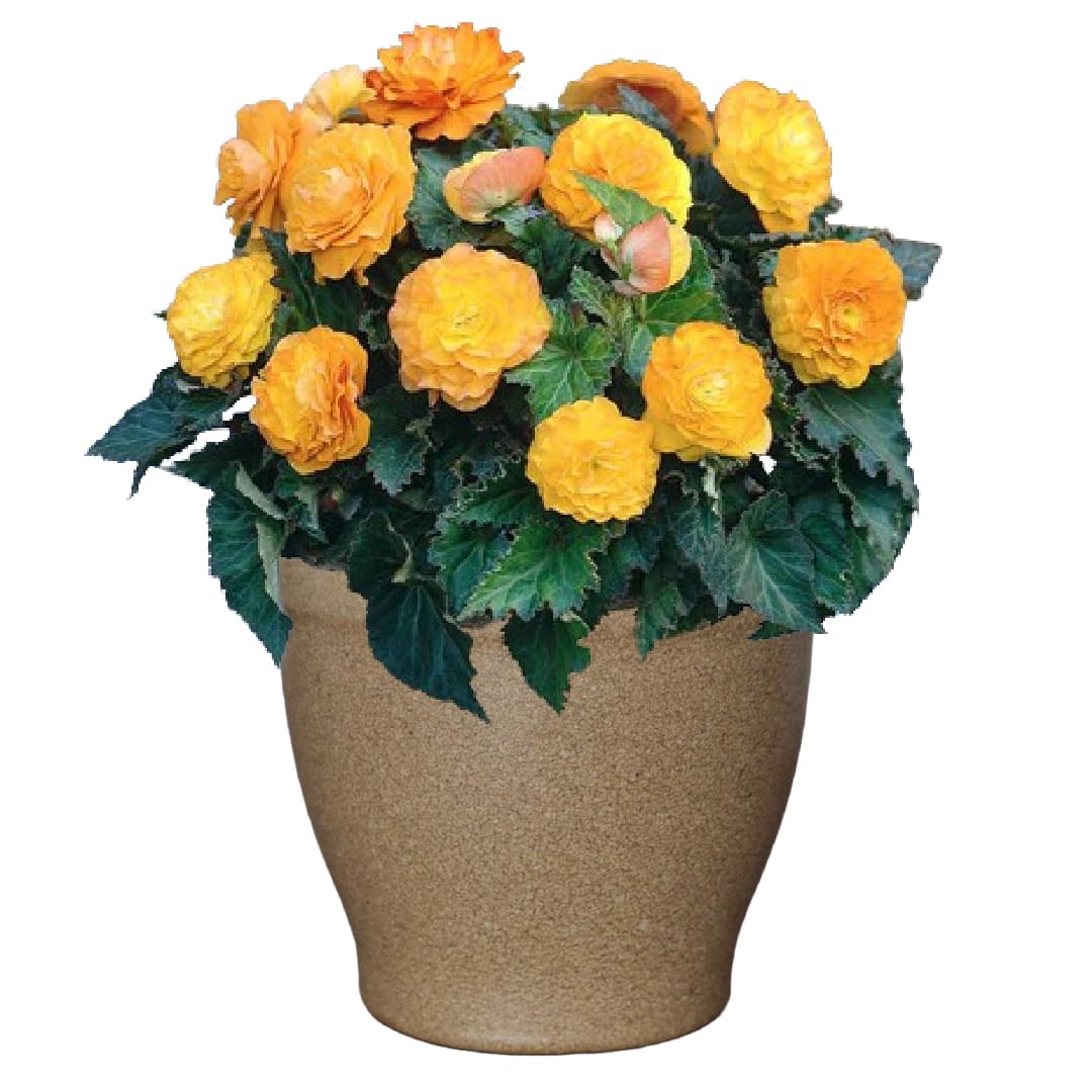 Shady Patio Grow Kit - Just Add Water | Tuberous Begonias