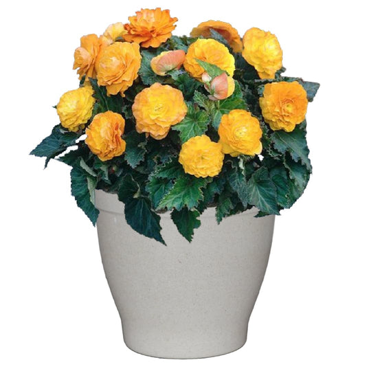 Shady Patio Grow Kit - Just Add Water | Tuberous Begonias