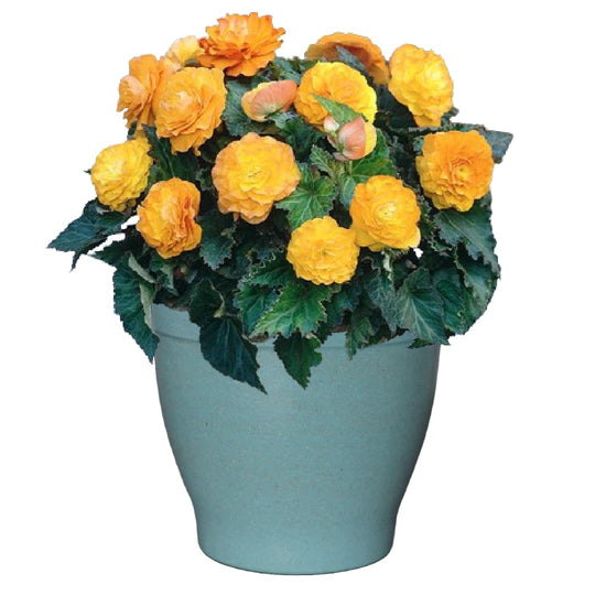 Shady Patio Grow Kit - Just Add Water | Tuberous Begonias