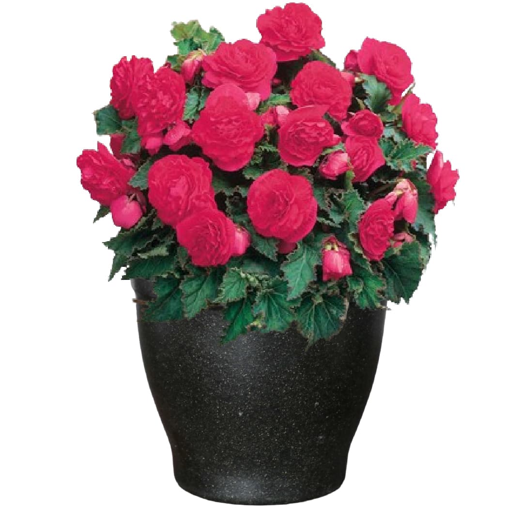 Shady Patio Grow Kit - Just Add Water | Tuberous Begonias