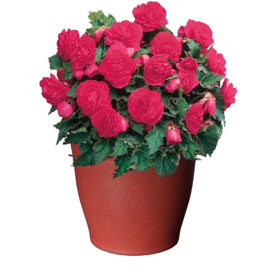 Shady Patio Grow Kit - Just Add Water | Tuberous Begonias