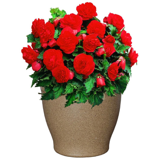 Shady Patio Grow Kit - Just Add Water | Tuberous Begonias