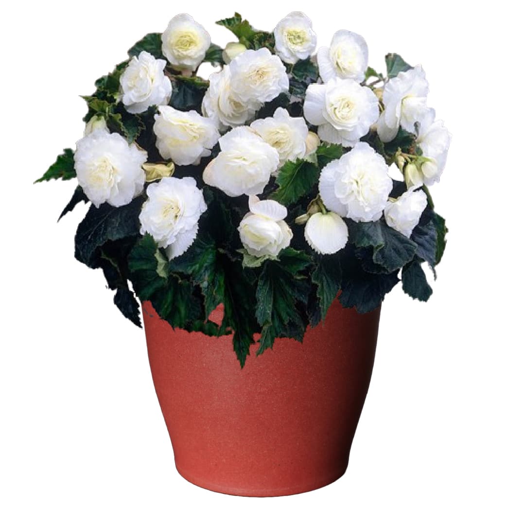 Shady Patio Grow Kit - Just Add Water | Tuberous Begonias