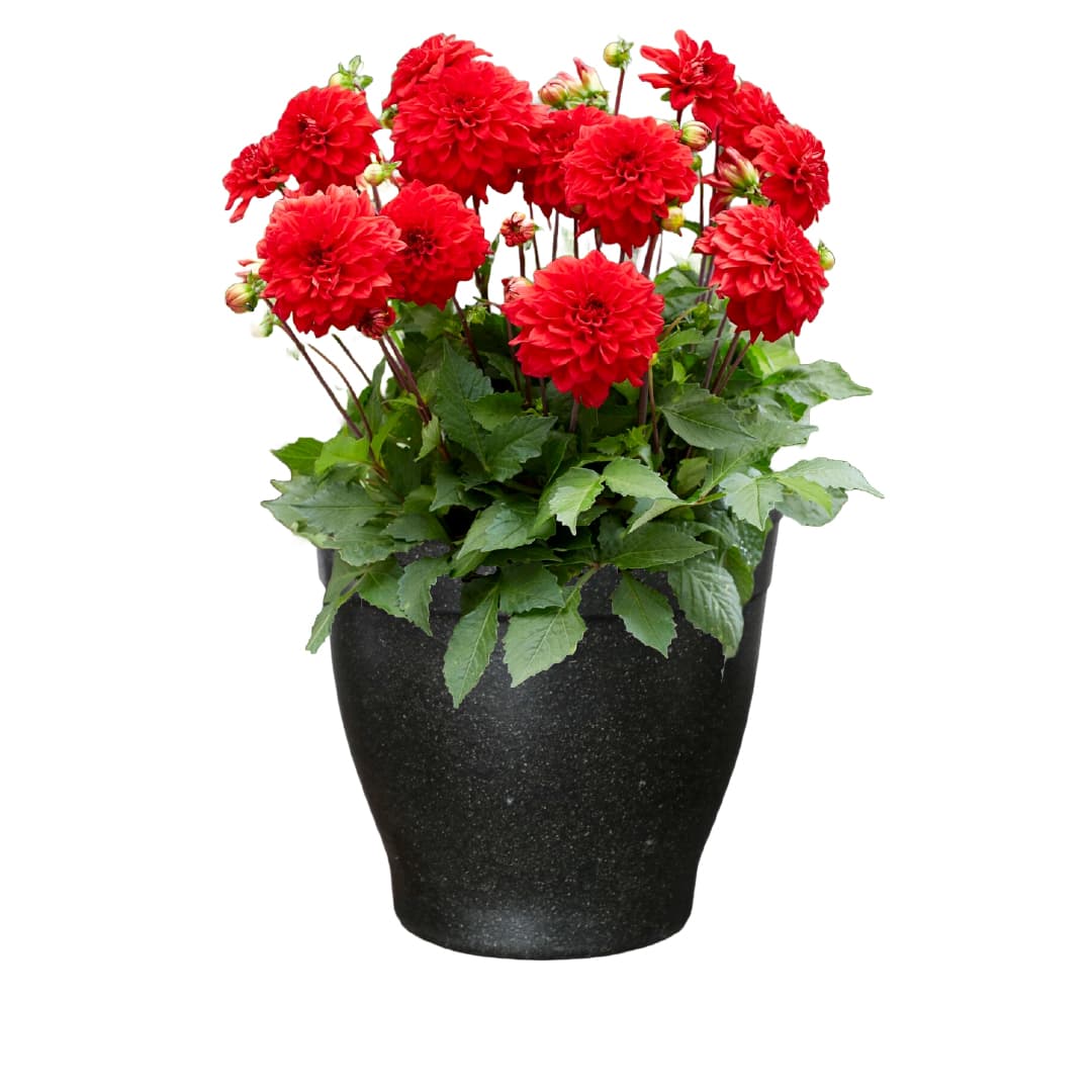 Sunny Patio Grow Kit - Just Add Water | Patio Dahlias