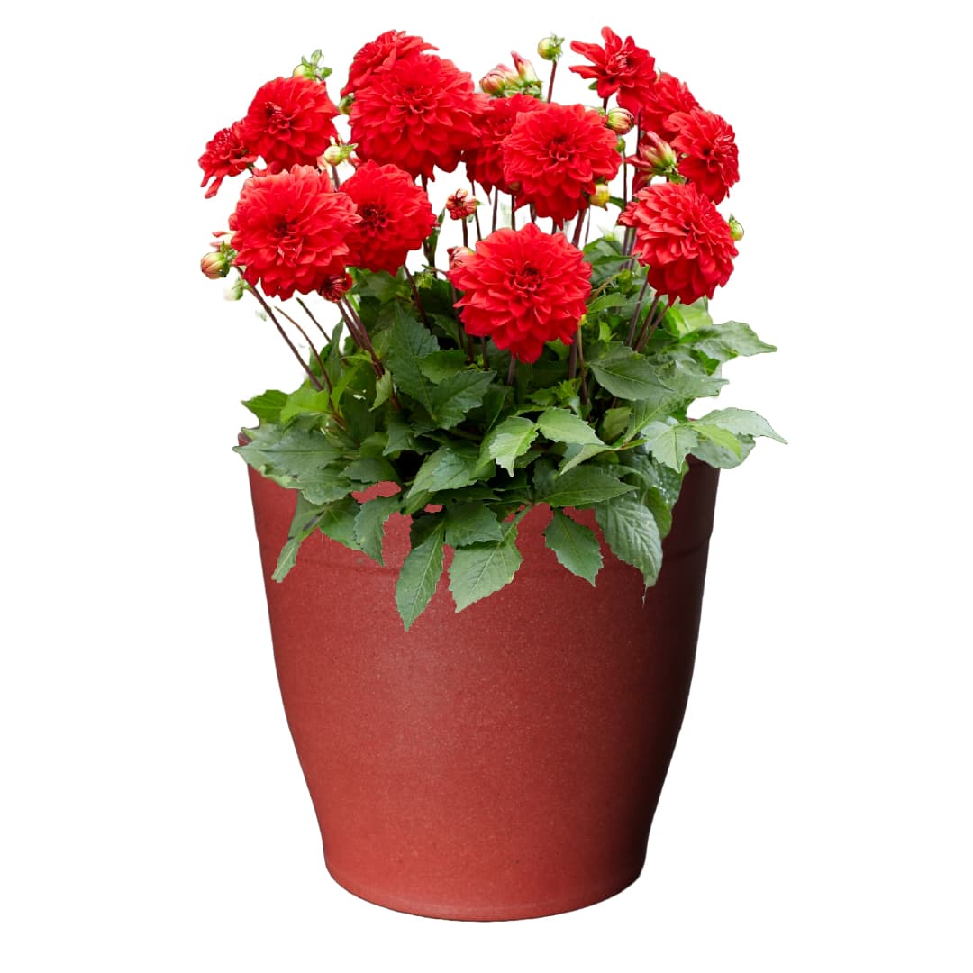 Sunny Patio Grow Kit - Just Add Water | Patio Dahlias