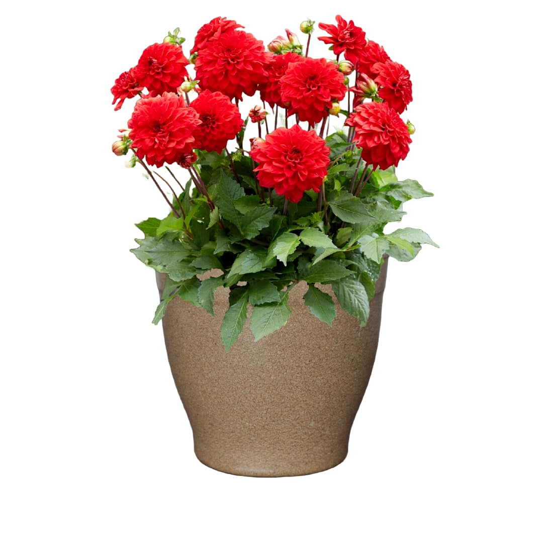 Sunny Patio Grow Kit - Just Add Water | Patio Dahlias