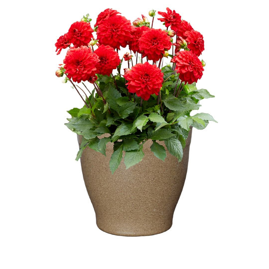 Sunny Patio Grow Kit - Just Add Water | Patio Dahlias