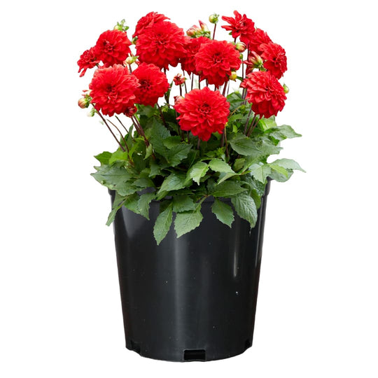 Sunny Patio Grow Kit - Just Add Water | Patio Dahlias