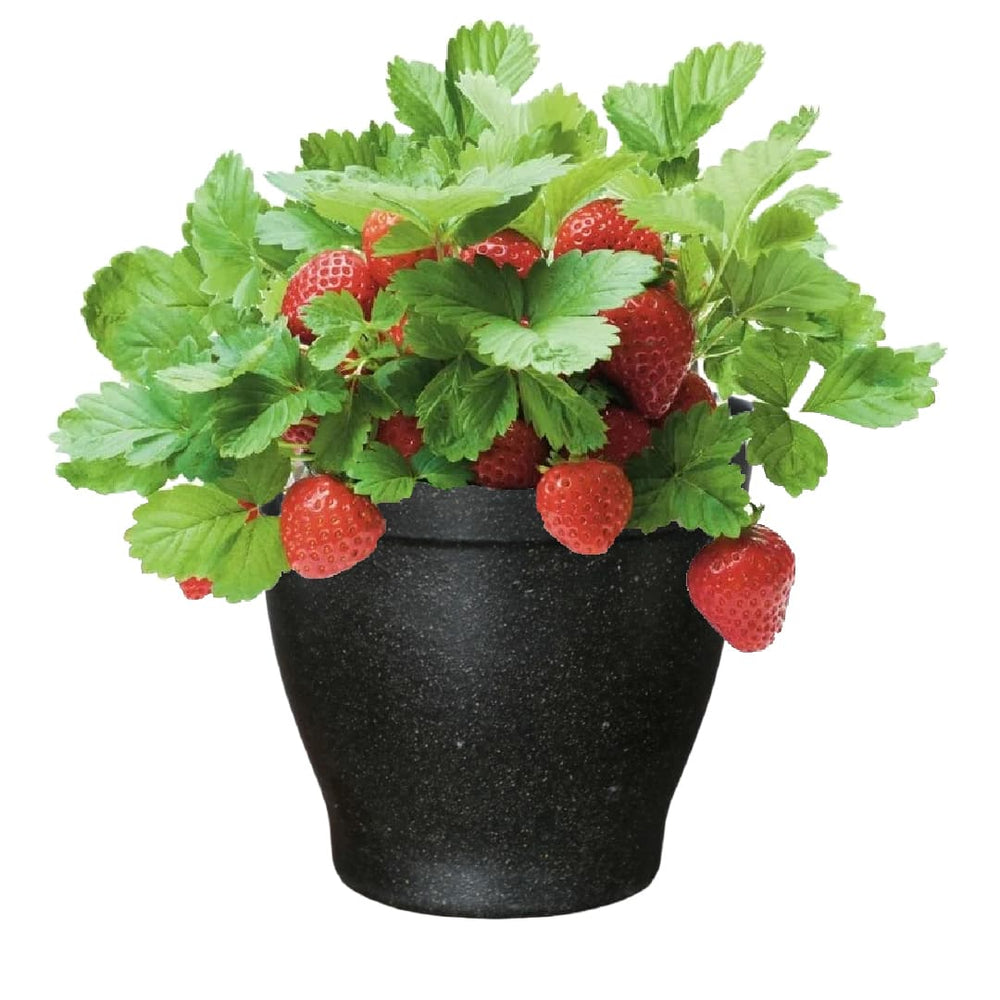 Strawberry Grow Kit - Just Add Water | Everbearing Strawberry