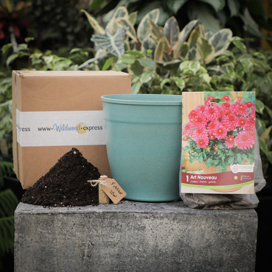 Sunny Patio Grow Kit - Just Add Water | Patio Dahlias