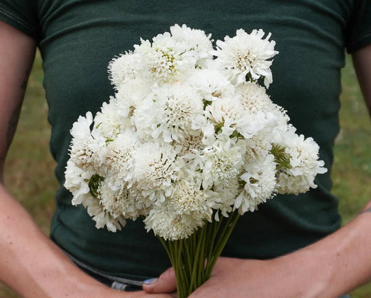 Scabiosa Snowmaiden - West Coast Seeds