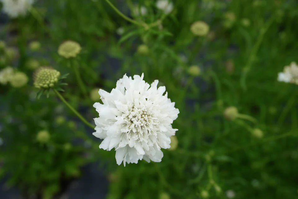 Scabiosa Snowmaiden - West Coast Seeds