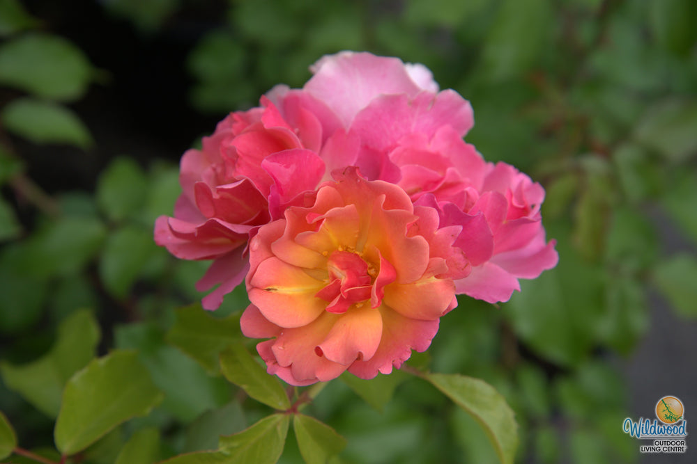 Chinook Sunrise - Cold Hardy Rose