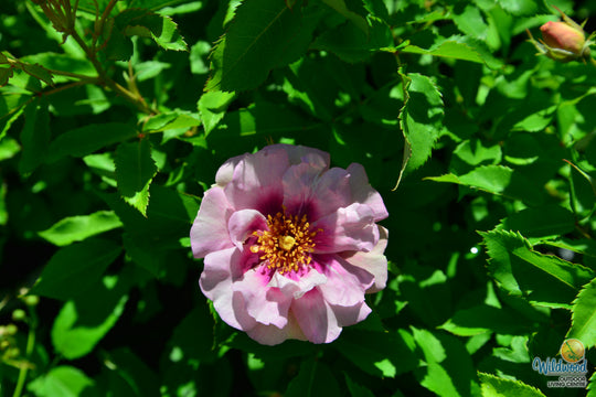 Easy on the Eyes - Weeks Rose