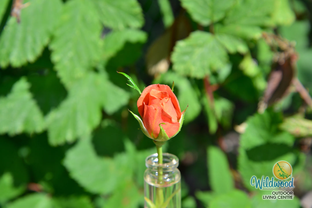 Pumpkin Patch - Weeks Rose