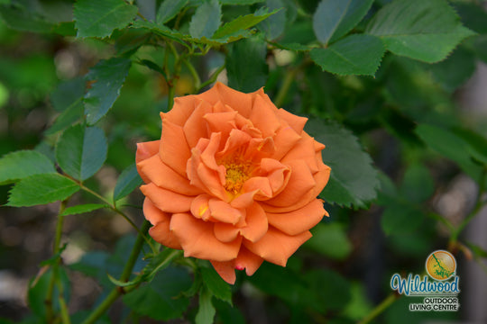 Pumpkin Patch - Weeks Rose