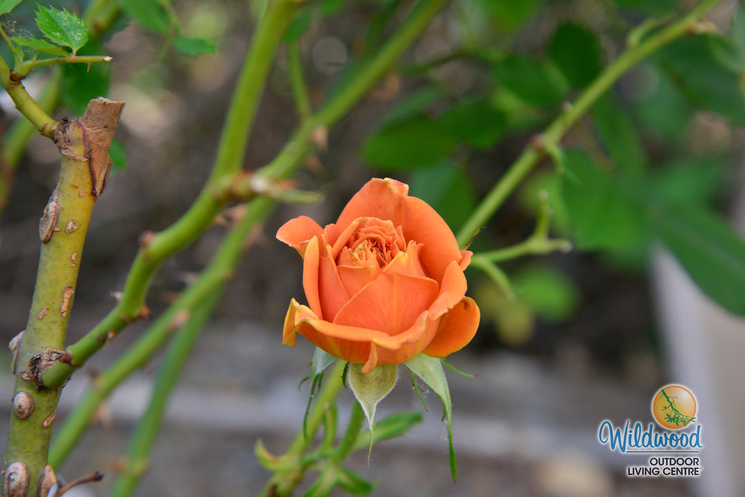 Pumpkin Patch - Weeks Rose
