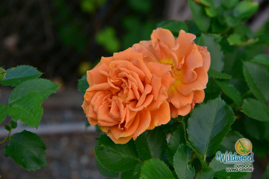 Pumpkin Patch - Weeks Rose