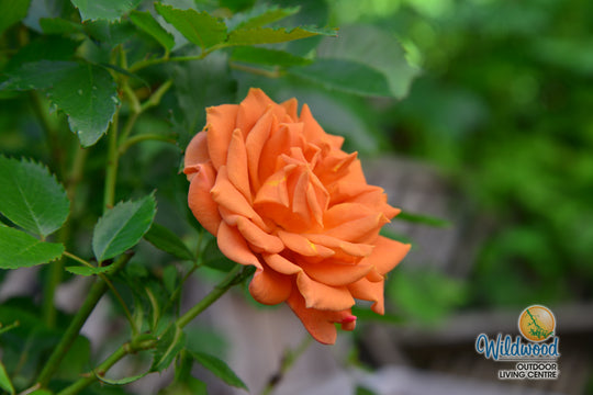 Pumpkin Patch - Weeks Rose
