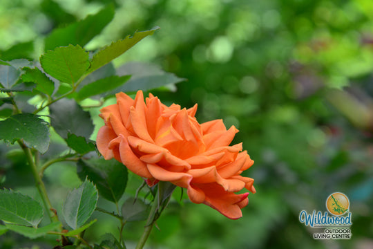 Pumpkin Patch - Weeks Rose