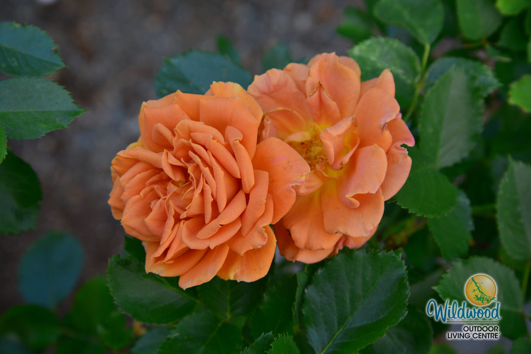 Pumpkin Patch - Weeks Rose