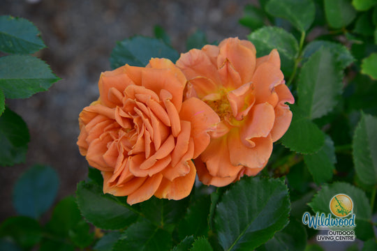 Pumpkin Patch - Weeks Rose