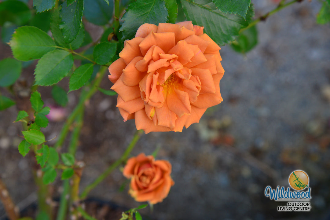 Pumpkin Patch - Weeks Rose