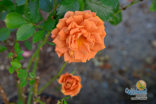 Pumpkin Patch - Weeks Rose