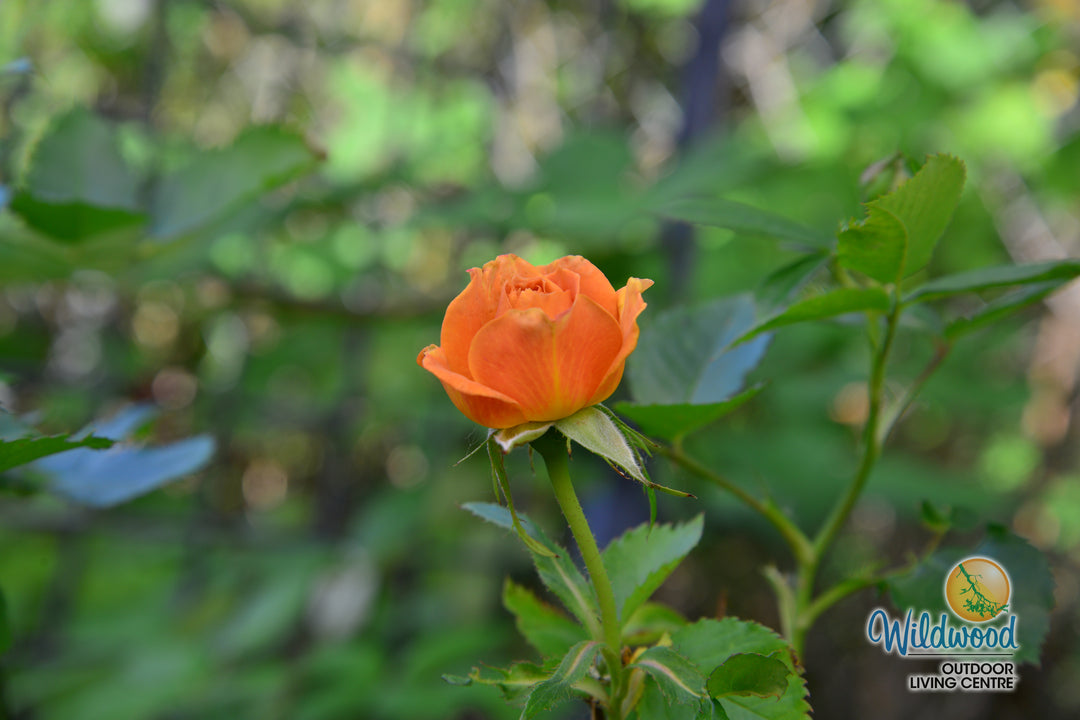 Pumpkin Patch - Weeks Rose