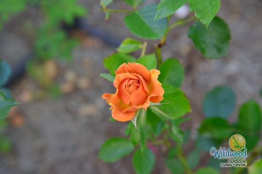 Pumpkin Patch - Weeks Rose