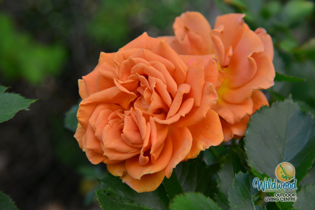 Pumpkin Patch - Weeks Rose