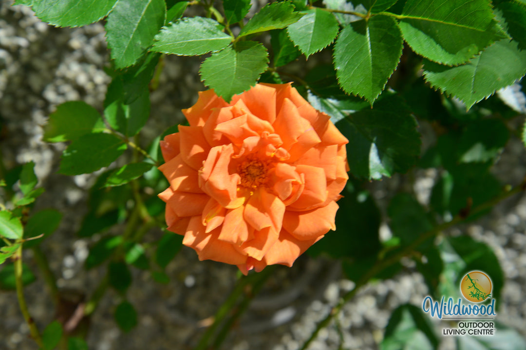 Pumpkin Patch - Weeks Rose