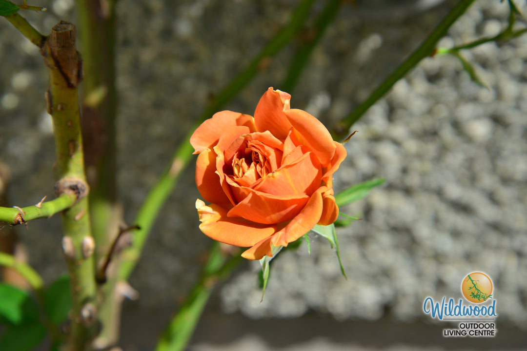 Pumpkin Patch - Weeks Rose