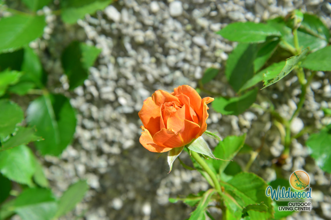 Pumpkin Patch - Weeks Rose
